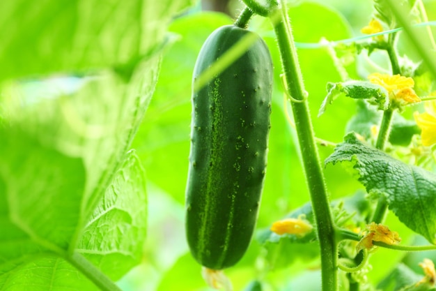 Cucumber growing in garden