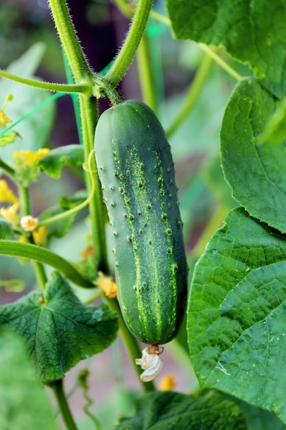 Cucumber growing in garden