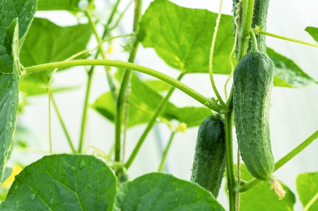 Photo cucumber growing natural background agriculture background