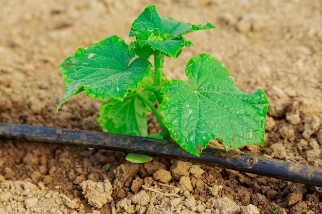 The cucumber grows in a greenhouse and a drip irrigation system is used to water the cucumber. Growing vegetables.