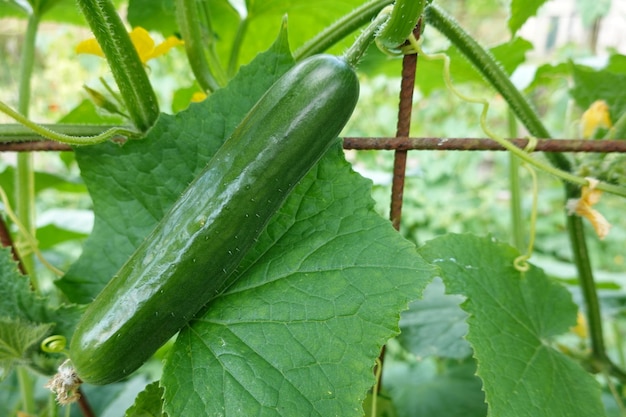 오이 수확 여름 수확 뒤뜰 정원 수확 오이에서 과일 수집