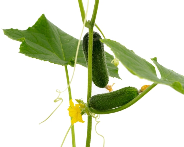 Cucumber isolated on white