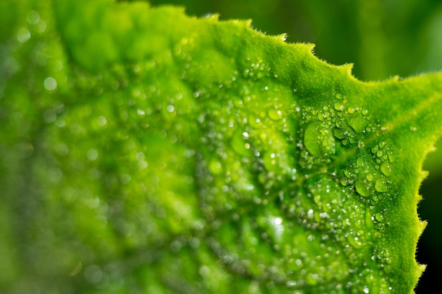 Cucumber Leaf in Water Drops