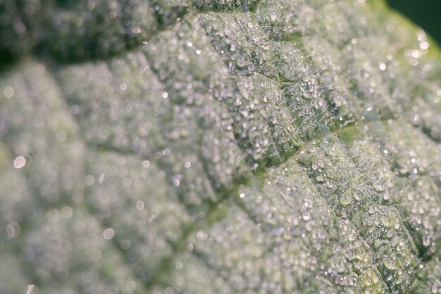 Cucumber Leaf in Water Drops