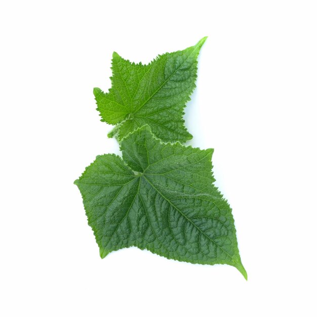 Cucumber leaves on a white background