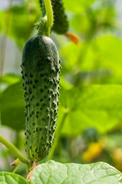 写真 温室で育つ枝にキュウリ