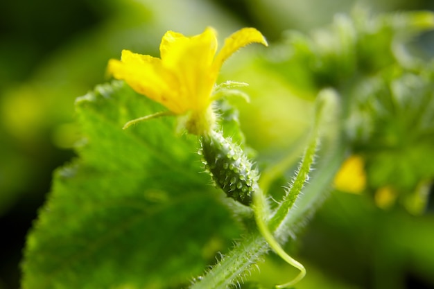 キュウリの卵巣、黄色いガーキンフラワーファーム、野菜の栽培