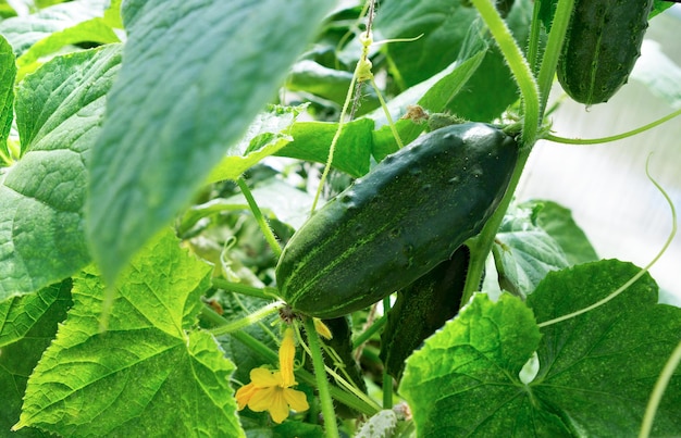 Pianta di cetriolo cetriolo con foglie e fiori in giardino