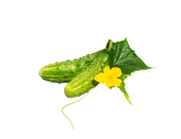 Cucumber plant Cucumber with leafs and flowers isolated on white background