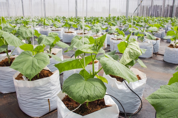 cucumber plant cultivated in greenhouse.