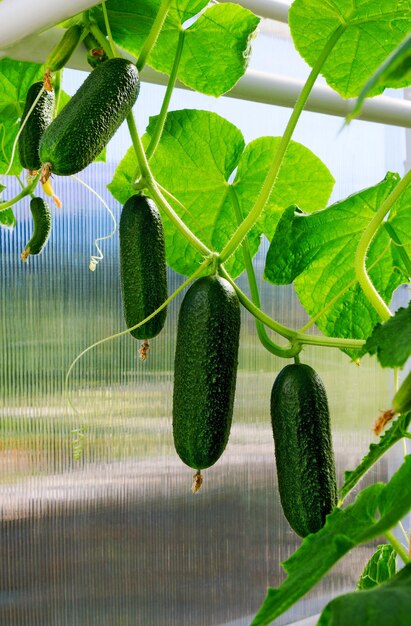 Photo cucumber plant fresh organic cucumbers