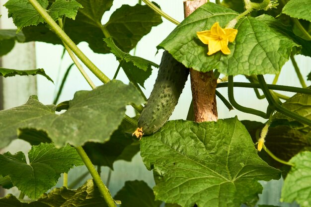 Photo cucumber plant greenhouse. growing cucumbers - agriculture, gardening and farming concept