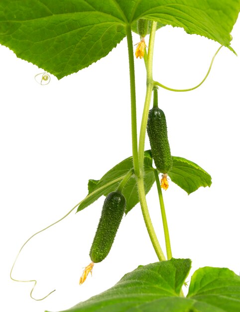 Cucumber plant Growing cucumber plant in the garden