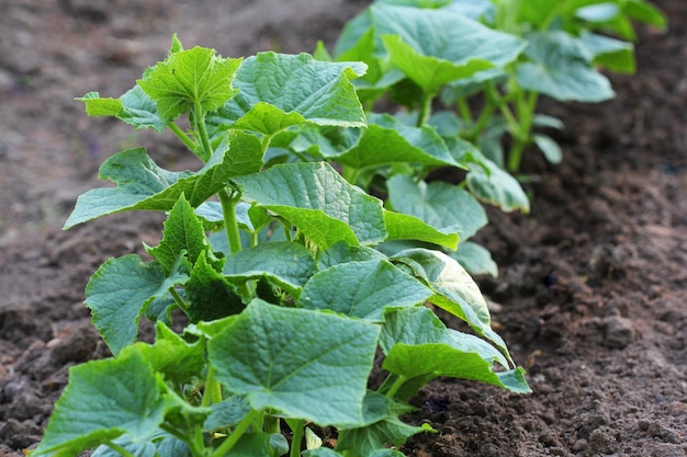 Cucumber plant growing in a garden bed