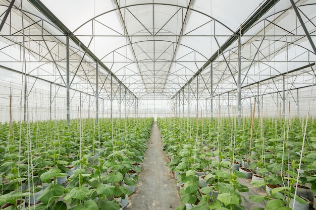 Photo cucumber plant growing in greenhouse