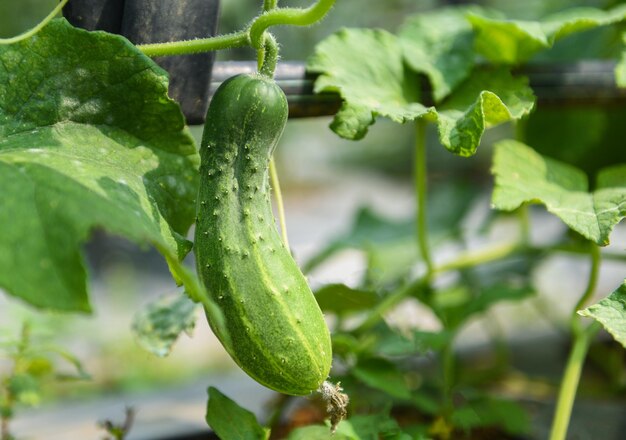 사진 정원에서 호박을 심고 수확을 기다리는 신선한 유기농 호박을 재배하고 농장에서 포도나무에 매달립니다.