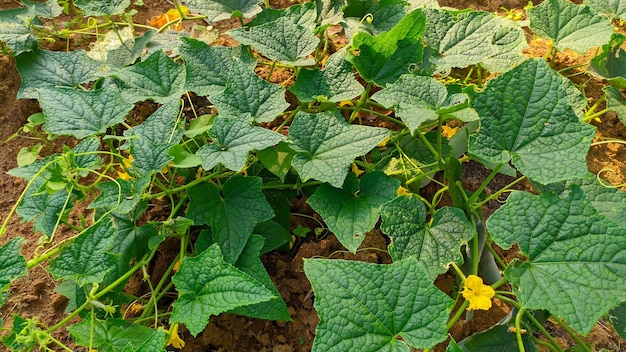 キュウリの植物の壁紙