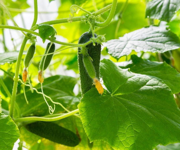 Cucumber plant