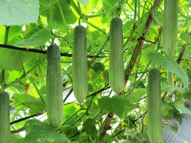 Cucumber plants growing in a greenhouse