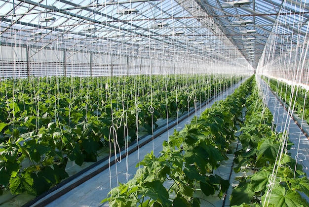 Cucumber plants 