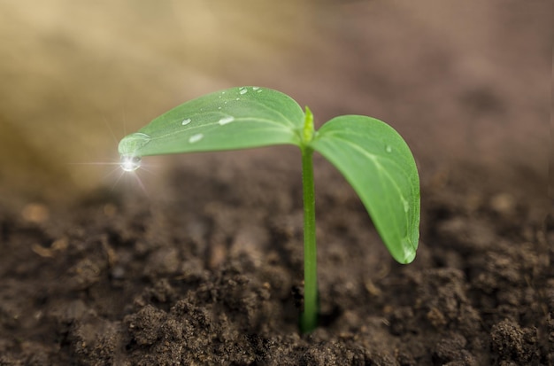 Cucumber seedling close up