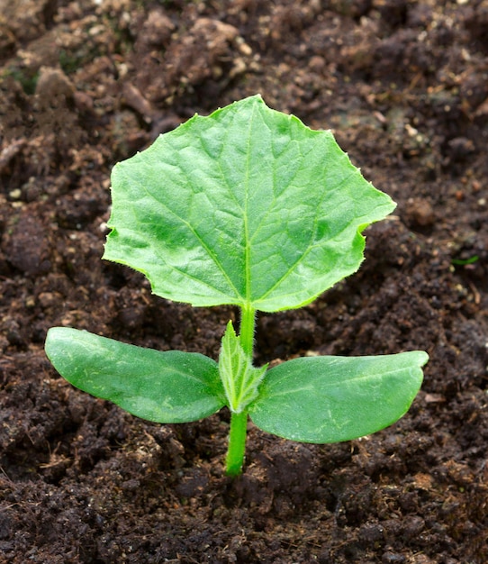 Photo cucumber seedling cucumber leaf