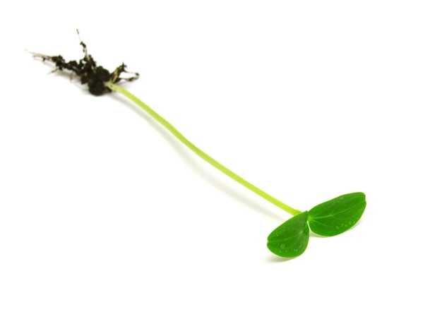 Cucumber seedling with soil isolated on white background