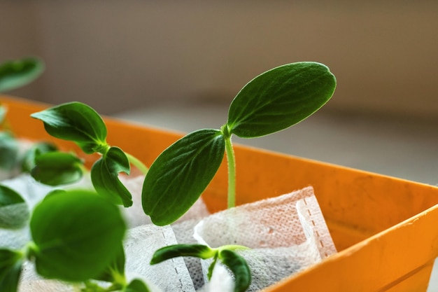 Cucumber seedling young fresh sprouts growing in white bags in orange pot Greenhouse gardening