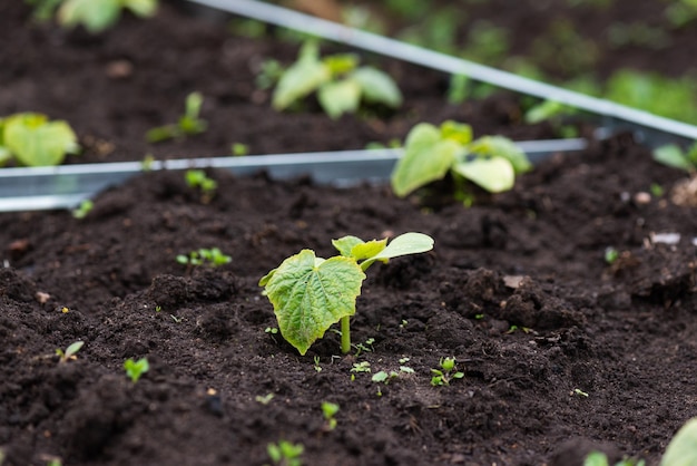 Cucumber seedlings on a garden bed in a village garden