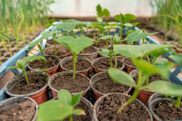 cucumber seedlings in a greenhouse on an organic farm