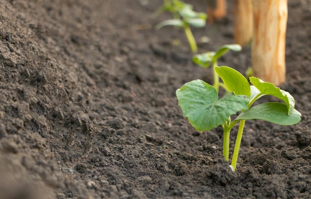 Cucumber seedlings planted in the garden it grows beautifully