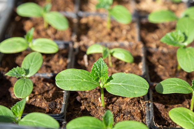 Cucumber seedlings small green leaves selective sharpness