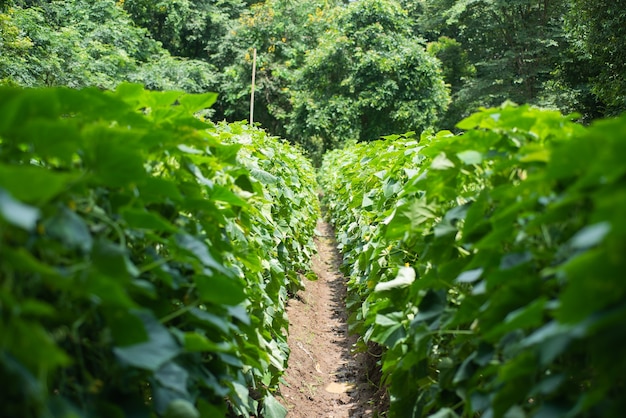 Photo cucumber in vegetable garden