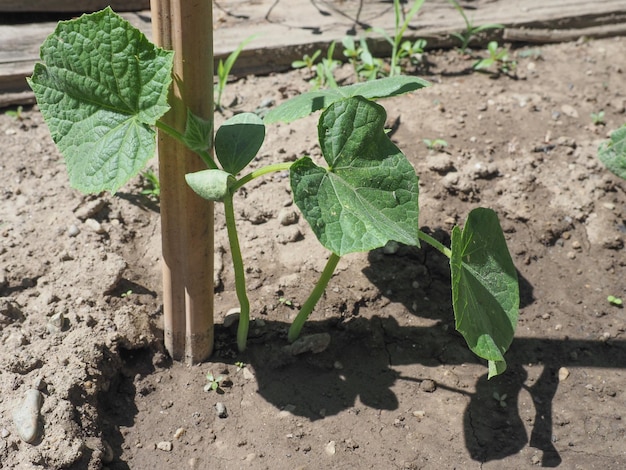 Cucumber vegetables plant