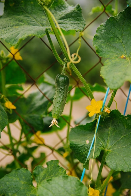 Cucumber vine with ovaries in the garden Ripening cucumbers in the garden in the sun in the greenhouse Agricultural industry An organic product Farming