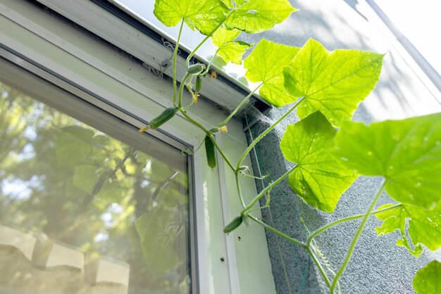 cucumber vine with ovaries at the window on the balcony illuminated by the sun