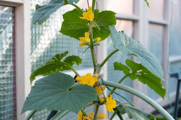 Photo cucumber with flower and green leaf on greenhouse