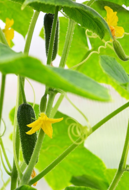 Cucumber with leafs and flowers