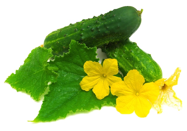 Cucumber with leaves and flowers isolated on white background