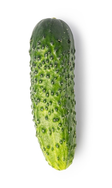 Cucumber