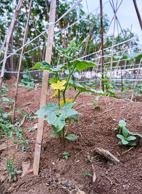 Cucumbers are growing in the garden