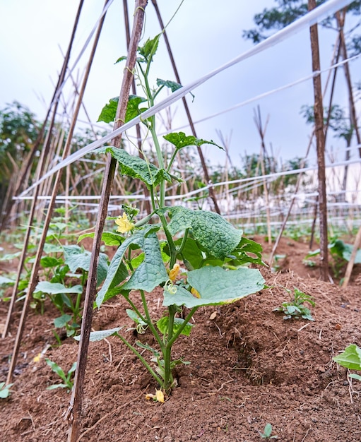 Cucumbers are growing in the garden