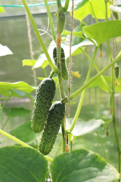 Cucumbers on a branch in a greenhouse