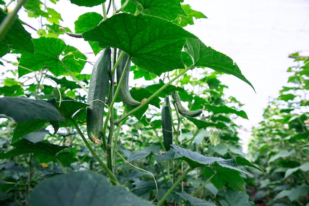 Cucumbers on the bush