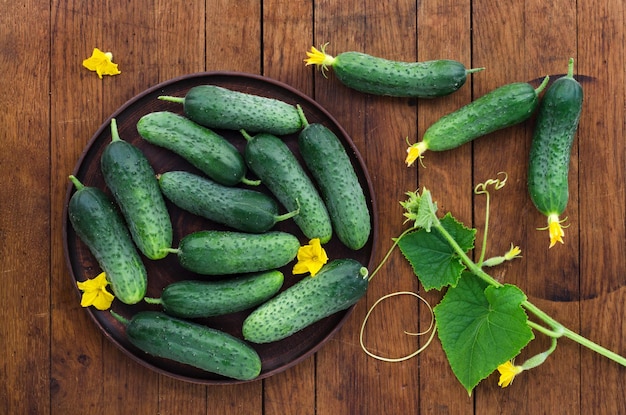 Cucumbers in clay plate  on wooden table. Rustic style. Top view.