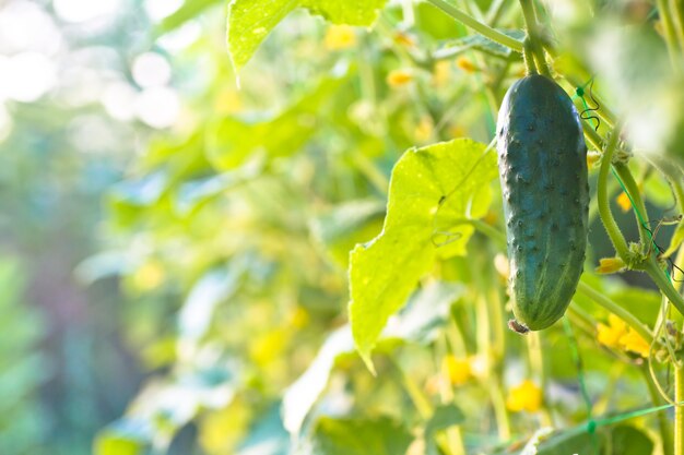 Cucumbers in a garden in village. Scourge of cucumbers on grid. bed of cucumbers in open air.