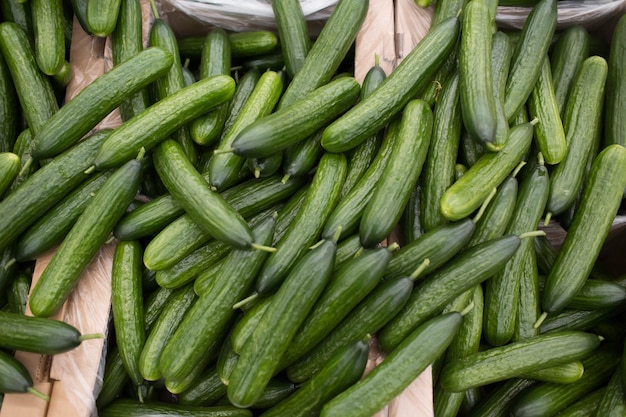 Cucumbers green on a shop counter basket.