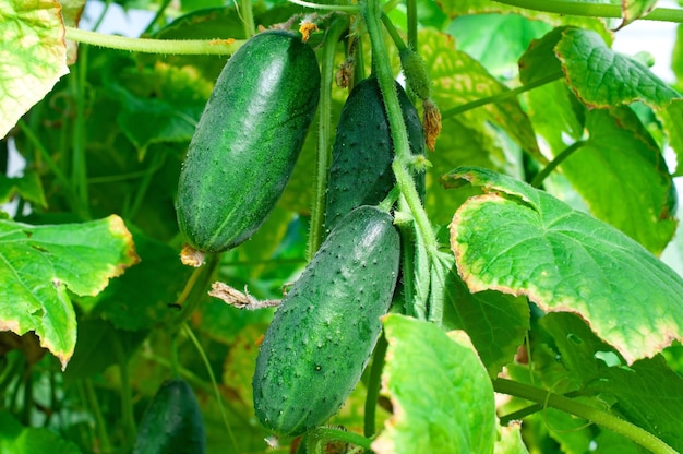 cucumbers growing on a plant in a garden.