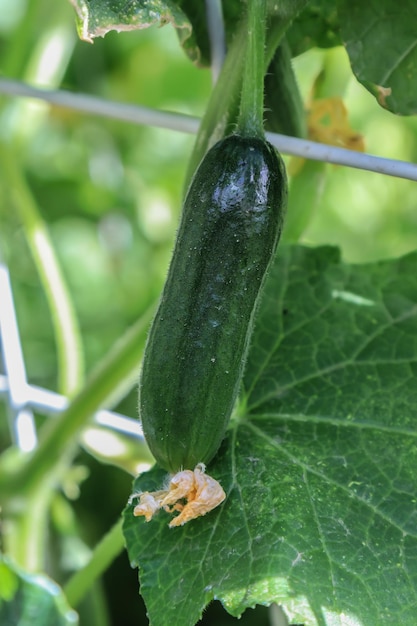 Cucumbers growing on a vine in a rural greenhouseGreen cucumber in the garden Cucumbers ripen in the garden Young cucumber grows with yellow flowers