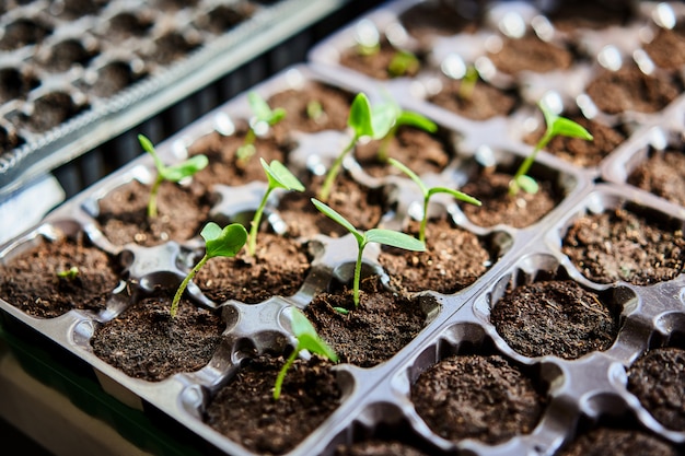 Cucumbers, pumpkin, watermelon seedling growing in cultivation tray. 